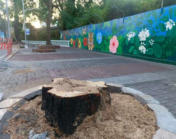 DENR ‘pauses’ tree-cutting along Quirino Avenue