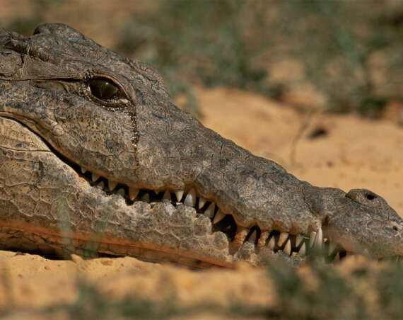 Crocodiles cry when they feast on their victims, study says