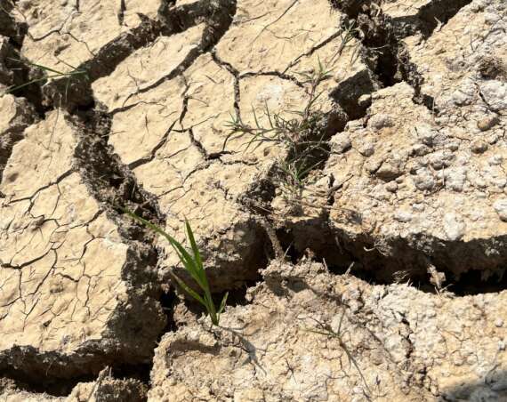 ‘Super’ El Niño could cause 451,000 excess deaths, researchers say